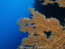fan Corols by Hisham Elshafie 